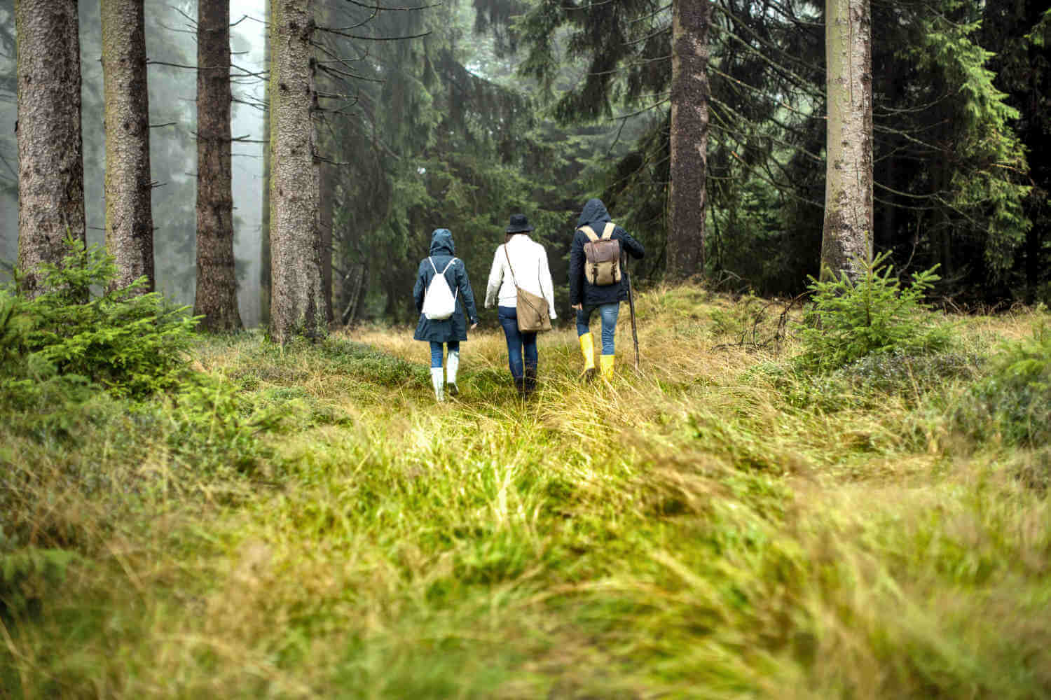 Three people walking through the lush green forest near Hallenberg