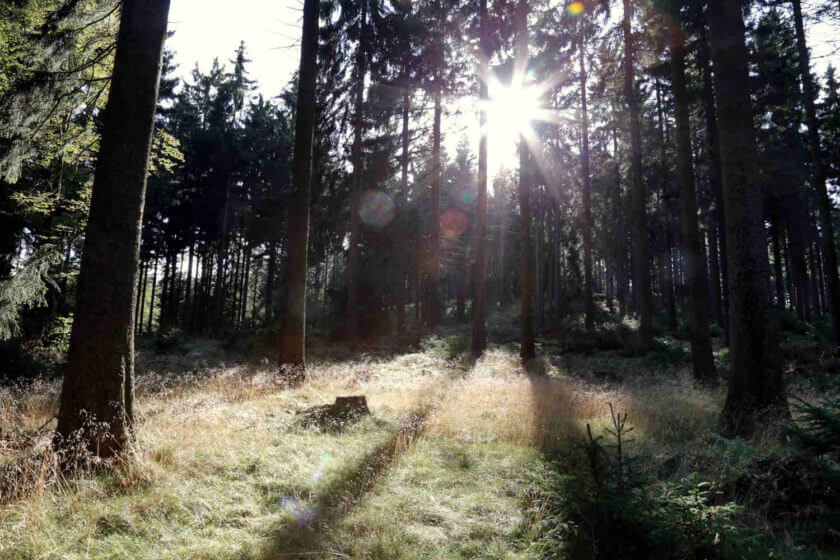 Im Wald strahlt die Sonne zwischen den Bäumen hindurch und erzeugt eine Morgenstimmung